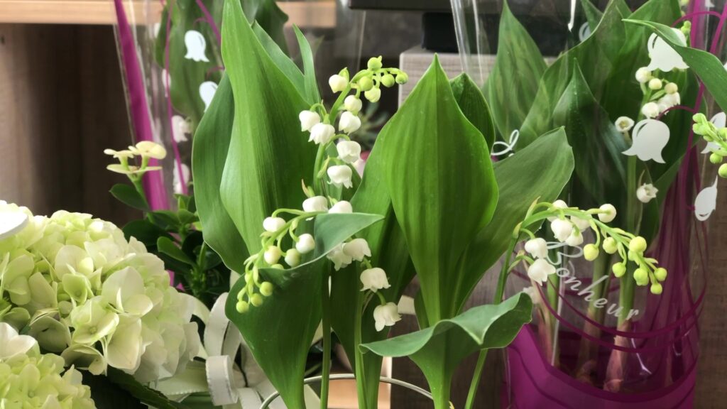 Le Muguet, le petit bonheur du printemps