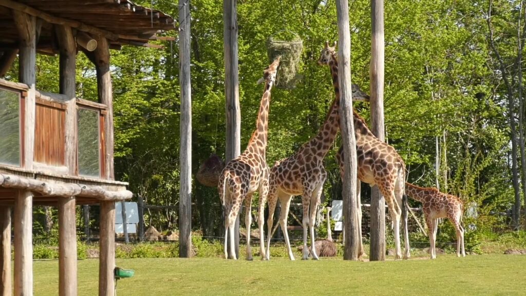 Une nouvelle ère commence au zoo d’Amnéville