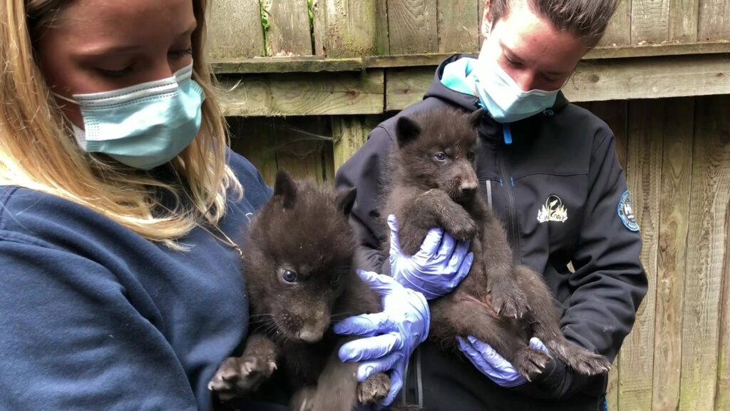 Puçage des jeunes loups au Parc Sainte-Croix