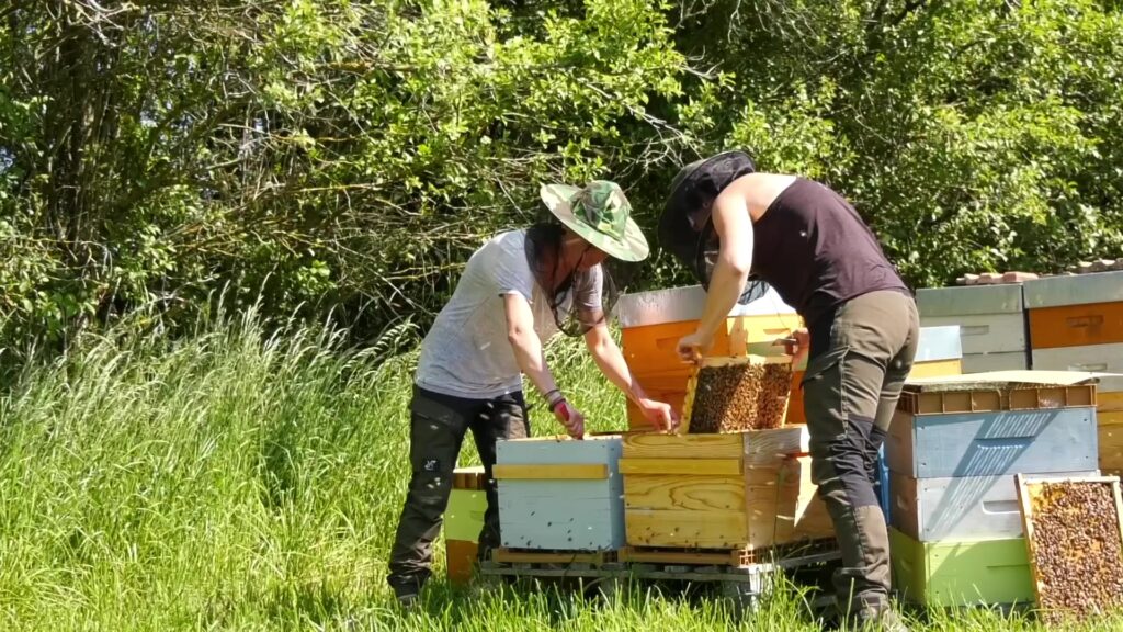 Ça bourdonne enfin pour les apiculteurs