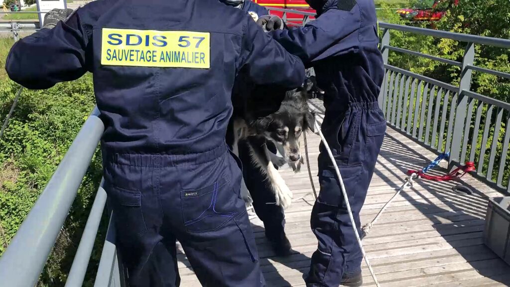 Les sapeurs-pompiers sauvent aussi les animaux