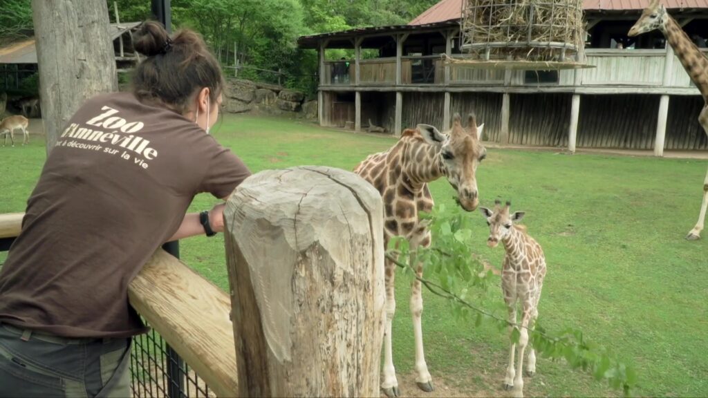 La girafe, reine de la semaine au zoo d’Amnéville