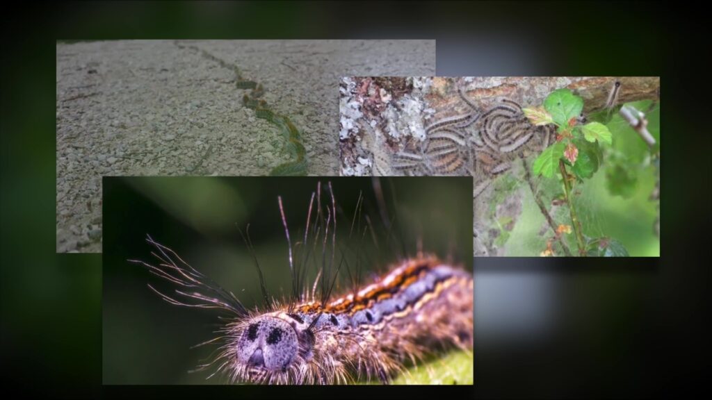 L’invasion des chenilles processionnaires