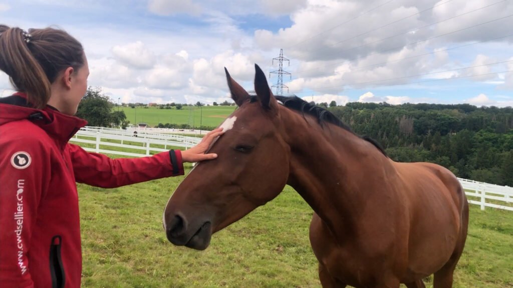 Des chevaux en vacances aux Laurentides