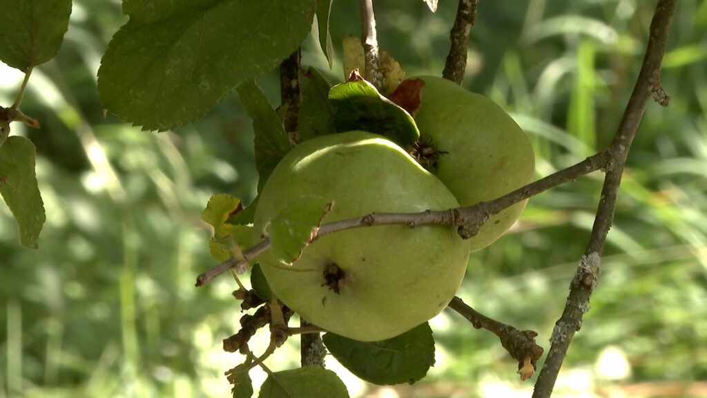 Un jardin partagé au Sanctuaire du Blauberg