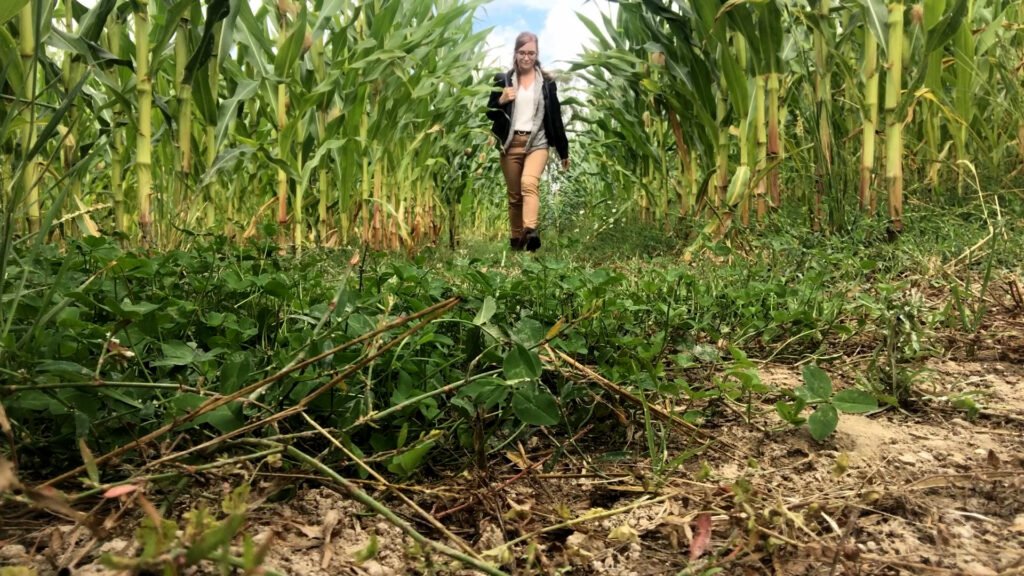 Se perdre dans un labyrinthe de maïs à Breidenbach