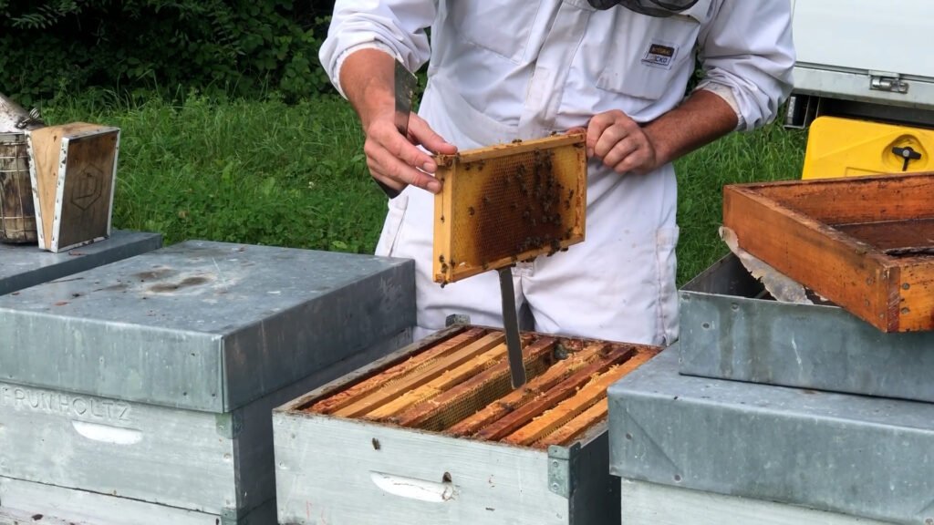 2021, une année blanche pour les apiculteurs