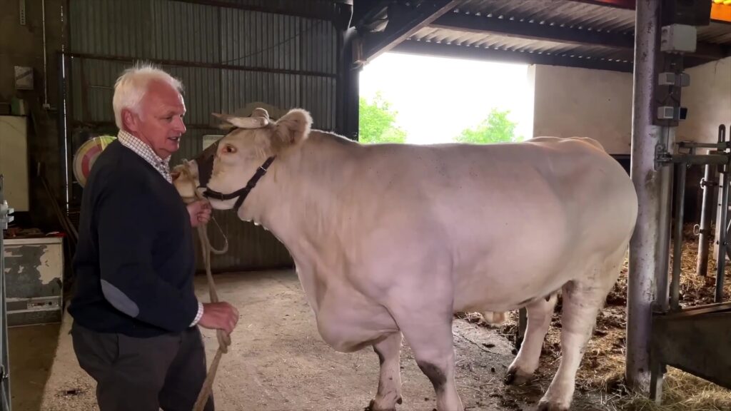 Salon Agrimax : la race charolaise sera à l’honneur de l’édition 2021