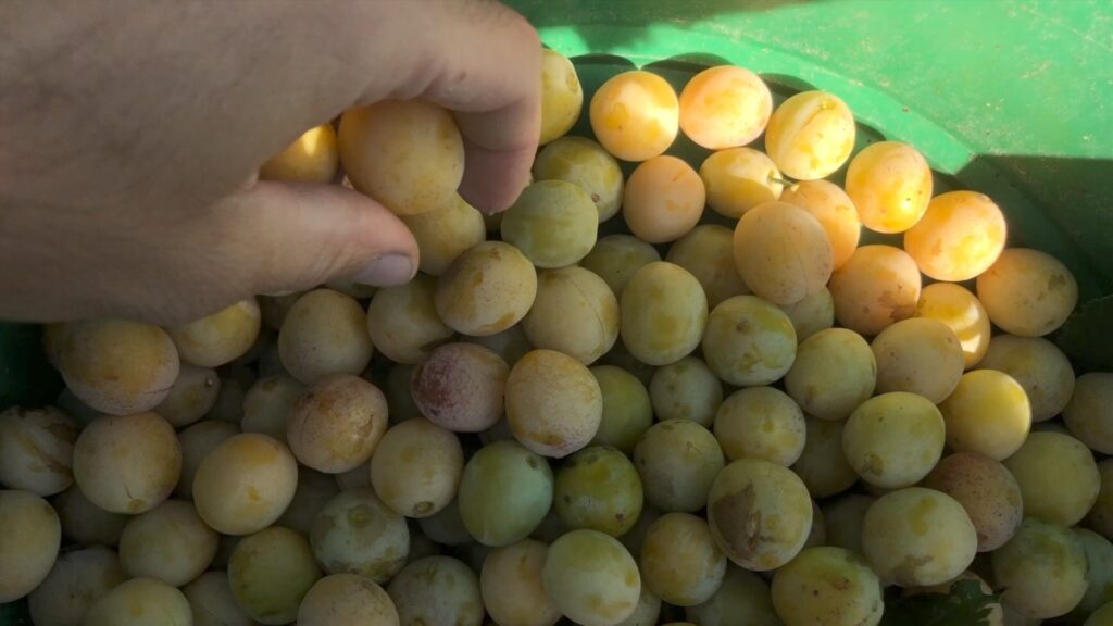 Une récolte de mirabelles en demi-teinte au verger de la famille Frumholtz