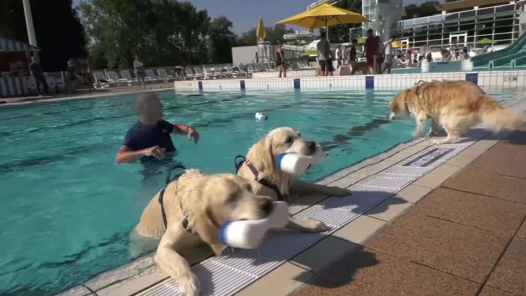 101 golden retriever se jettent dans le grand bain