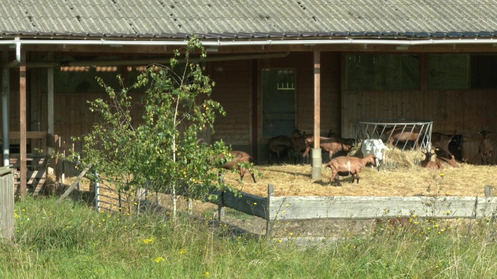 La chèvrerie de l'Est se lance dans l'agroforesterie