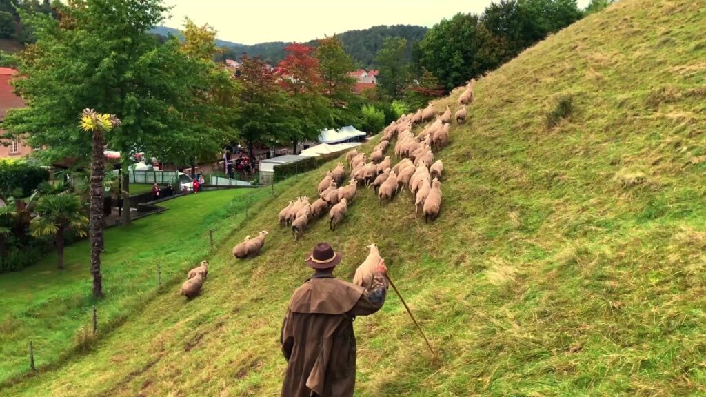 Les moutons de la Citadelle rentrent au bercail