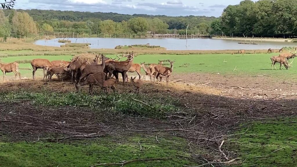 La saison du brame du cerf