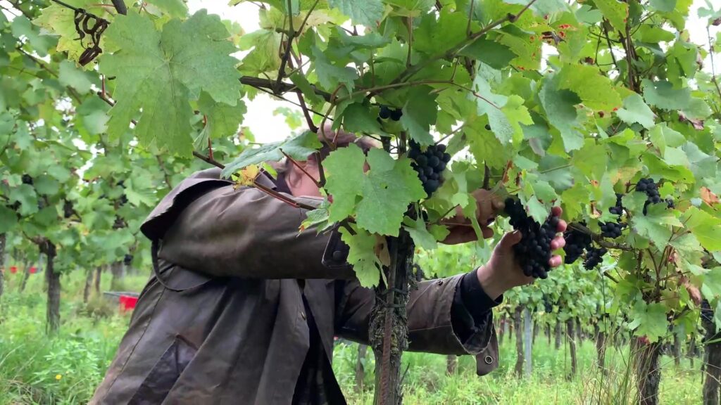 Vendanges : un millésime sauvé par la météo récente