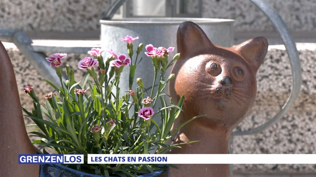 Grenzenlos : Les chats en passion