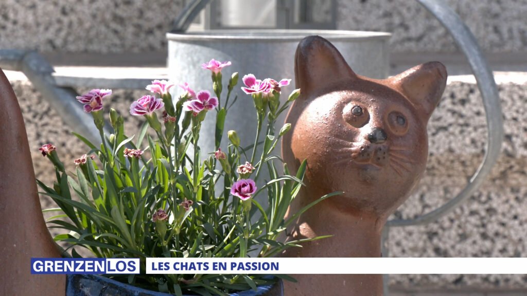 Grenzenlos : Les chats en passion