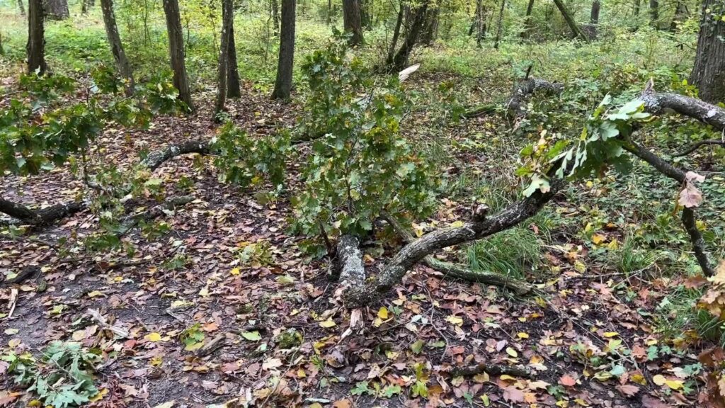 Tempête Aurore : des vents violents, mais des dégâts limités