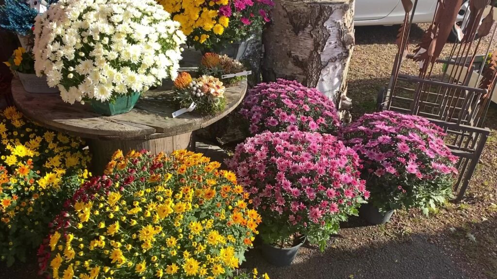 Le chrysanthème, fleur emblématique de la Toussaint