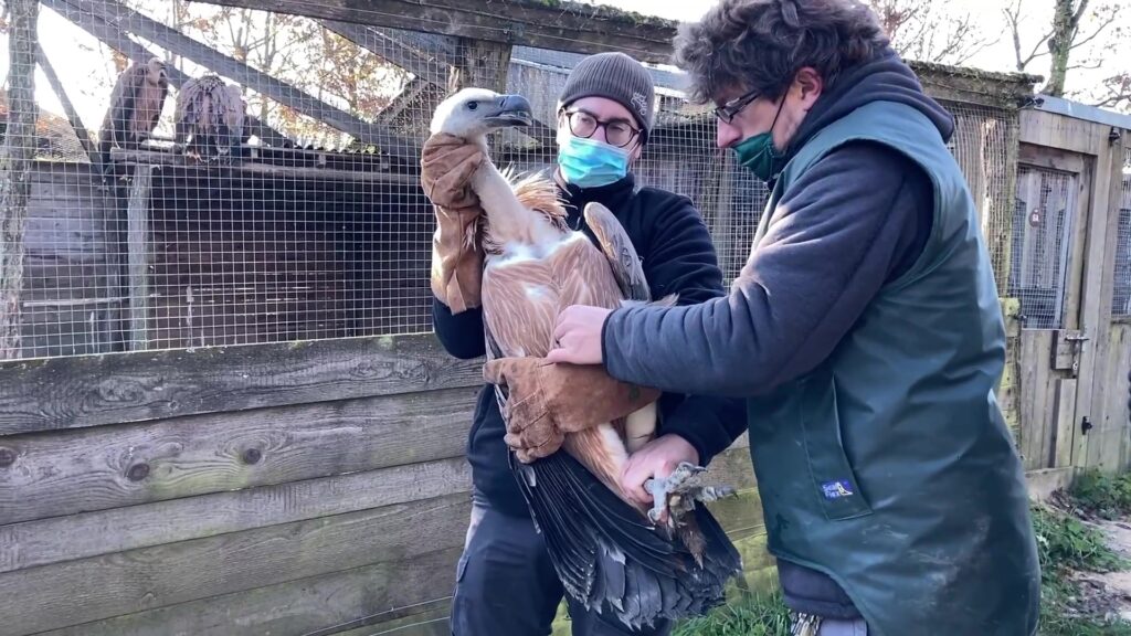 Parc Sainte-Croix : l’envol de 8 vautours fauves en Bulgarie