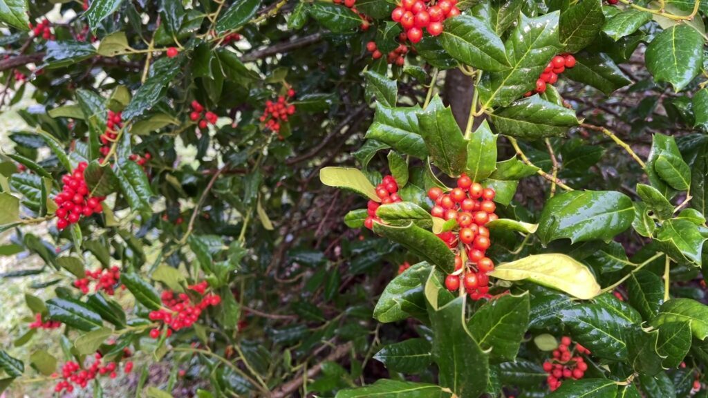 Le houx : pourquoi est-il l’un des symboles de Noël ?