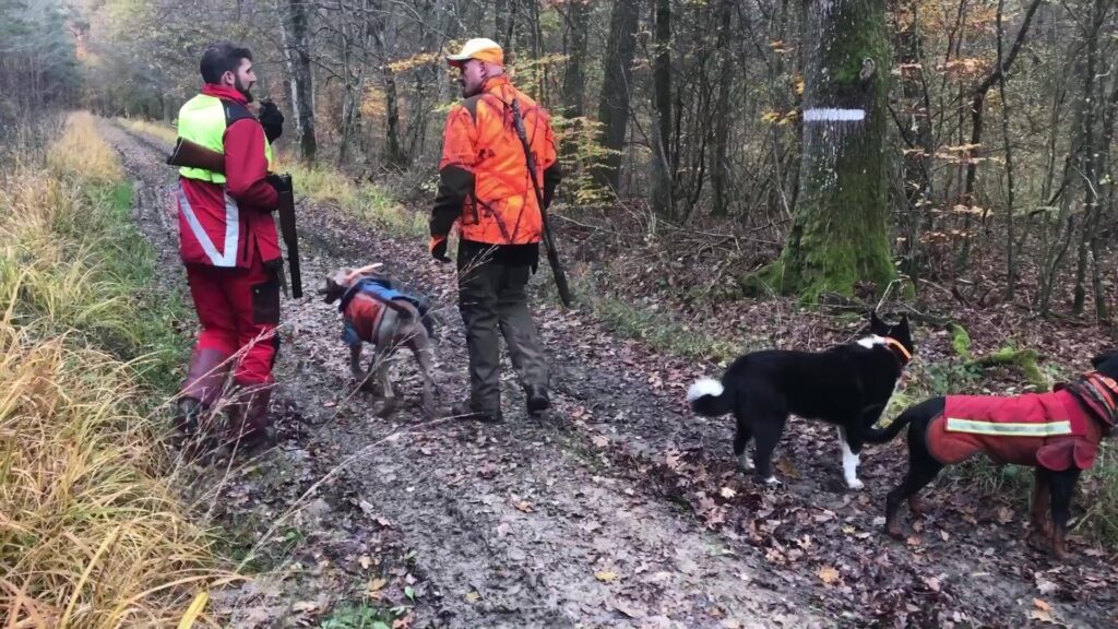 Accès interdit au Buchholz pour cause de battue de chasse le 17/12 de 7H à 13H