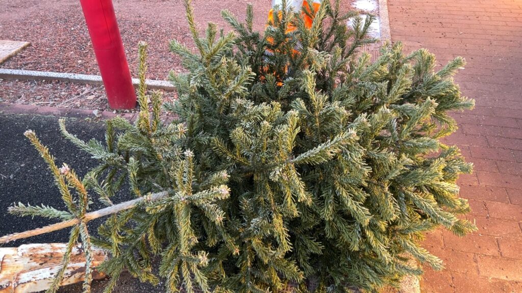 La CASC récupère vos sapins aujourd’hui