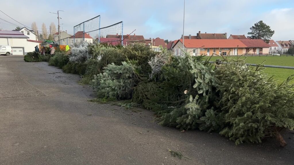 Près de 300 sapins broyés à Rohrbach