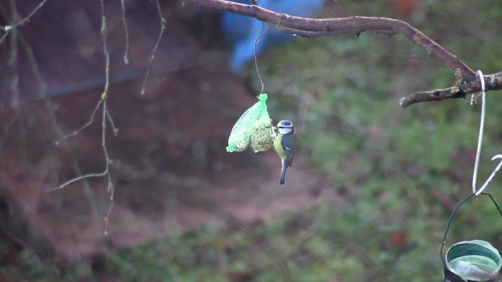 Comptage national des oiseaux des jardins