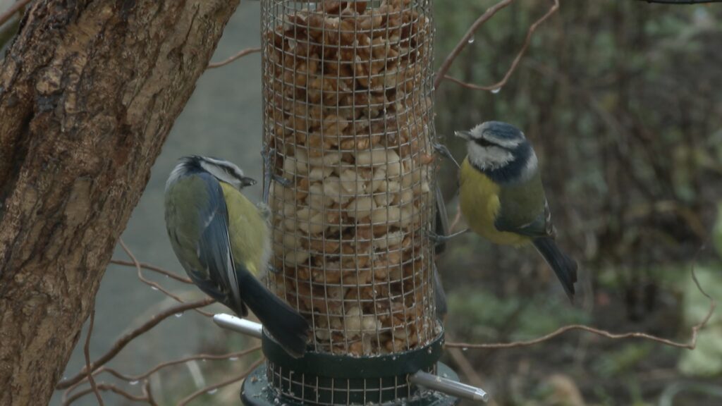 Week-end de comptage national des oiseaux des jardins