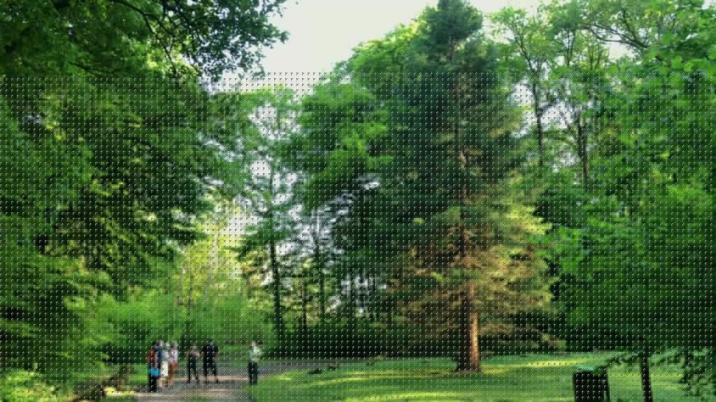 Portrait de forêts par Axel Seebert