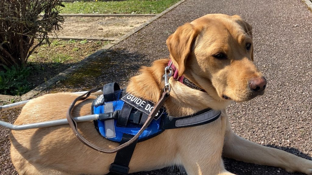 De la famille d’accueil à la remise au bénéficiaire, le voyage d’un chien guide