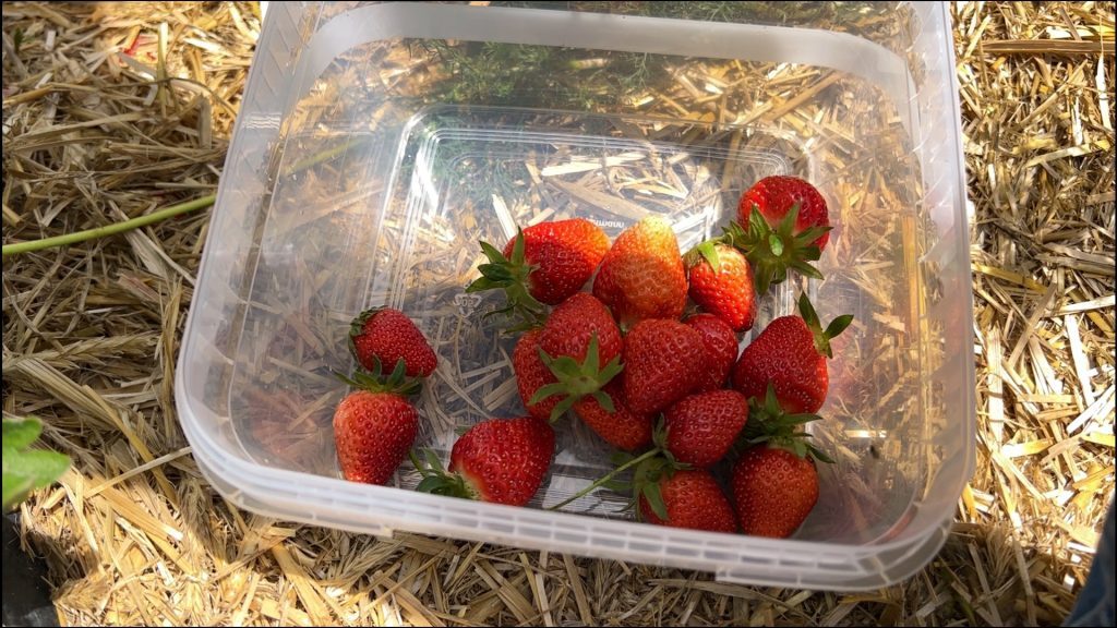 La récolte des fraises se poursuit jusqu’à la fin du mois à Hanweiler