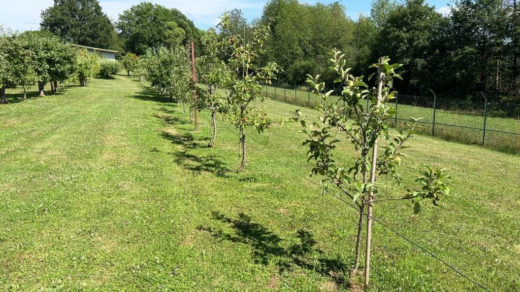 Le verger collectif de Montbronn souffle ses 30 bougies