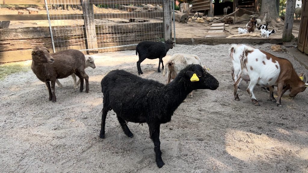 Les animaux du Parc Municipal de Sarreguemines chouchoutés en période de fortes chaleurs