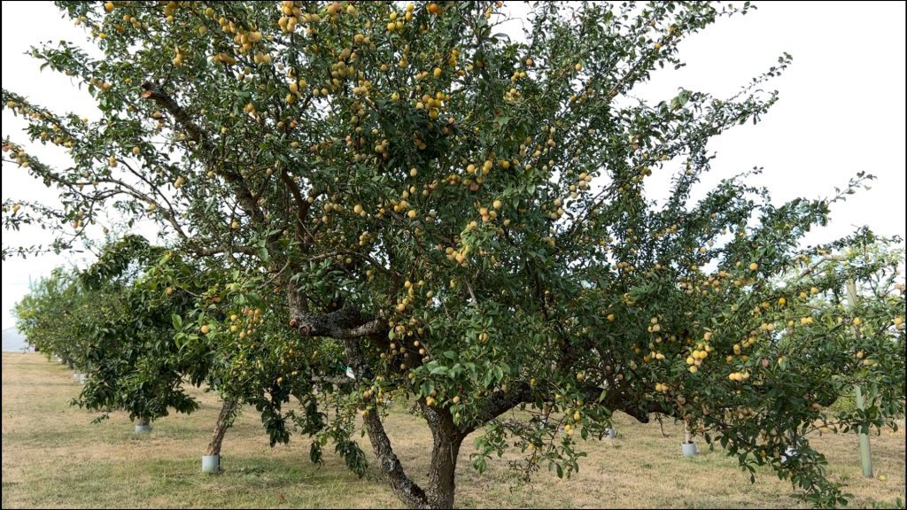 Dans les vergers, les arbres souffrent de la sécheresse