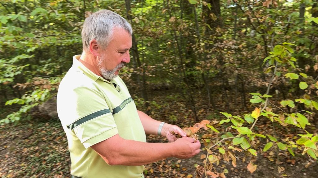 Les forêts victimes de la sécheresse