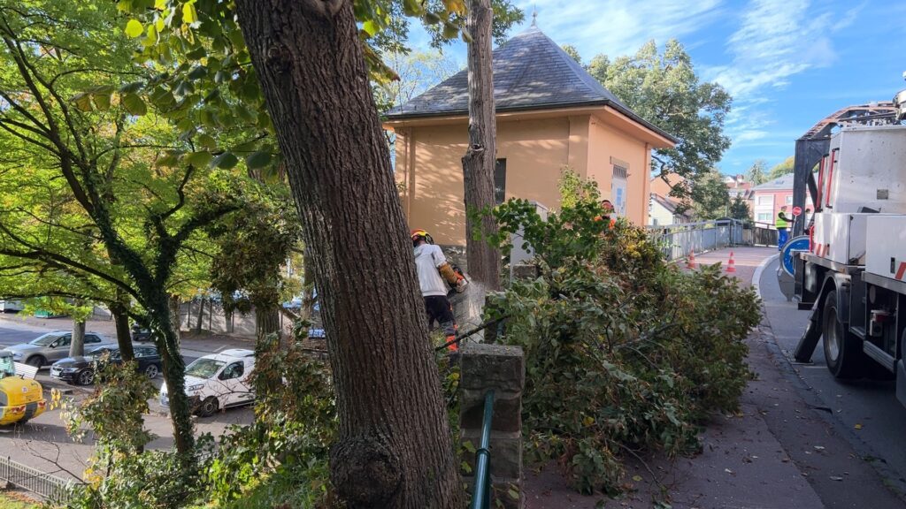 Abattage de 4 tilleuls dans la rue du Parc