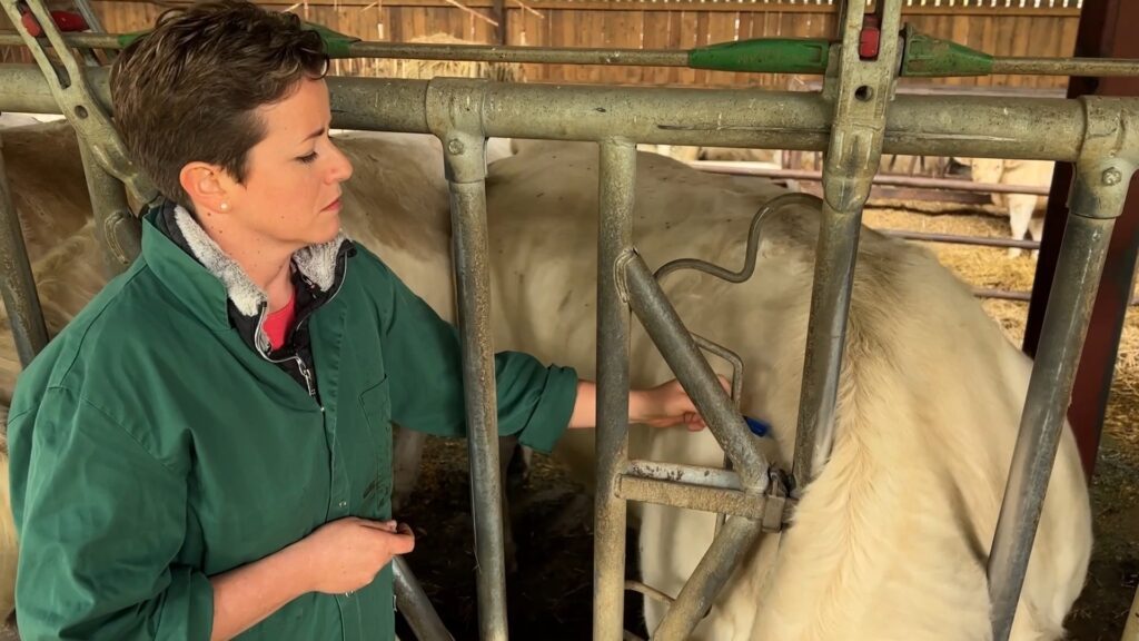 En immersion... avec un vétérinaire rural