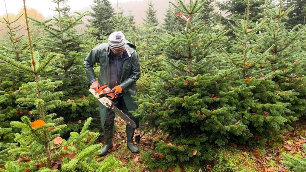 Mon beau sapin, roi des fêtes de Noël