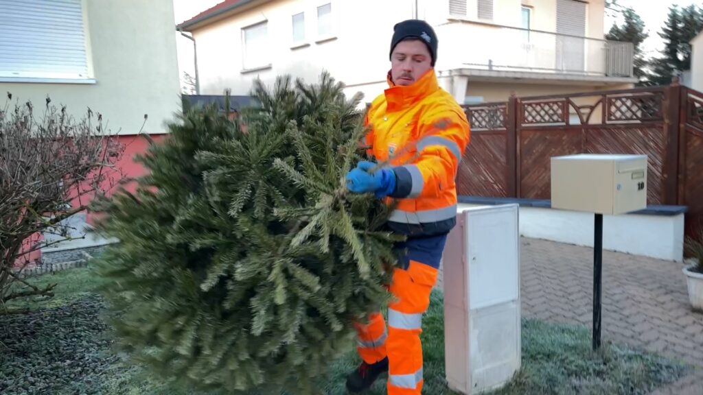 Le 11 janvier aura lieu la collecte des sapins de Noël sur le territoire de la CASC