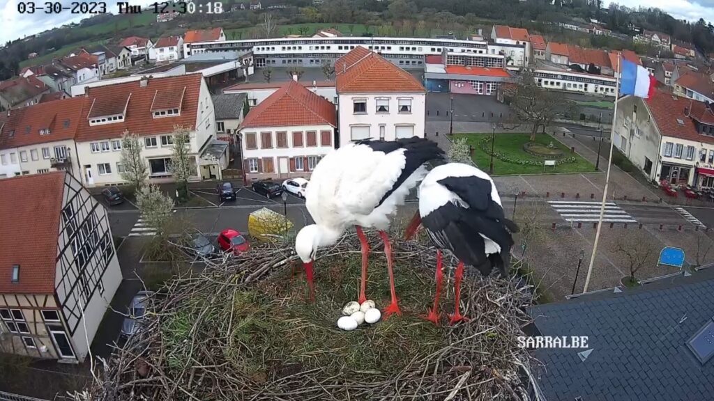 Un 5ème œuf pour les cigognes de Sarralbe