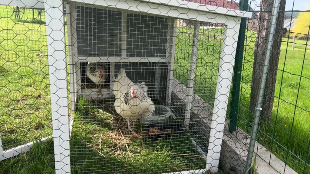 Des poules pondeuses et composteuses offertes aux habitants d’Etting