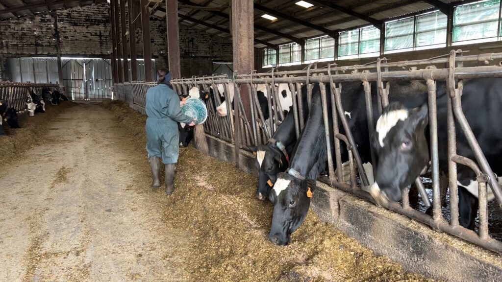 Conjoncture laitière : où en sont les agriculteurs ?