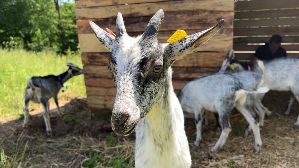 Les chevreaux ont débarqué à Lengelsheim