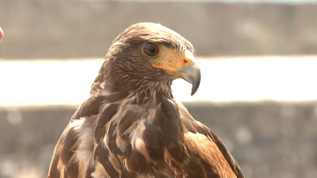 Représentation de rapaces à la Citadelle de Bitche