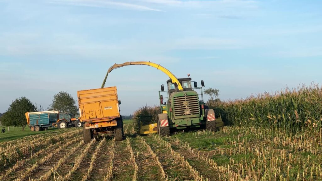 La pluie a sauvé in extrémis la récolte de maïs au moment de la floraison