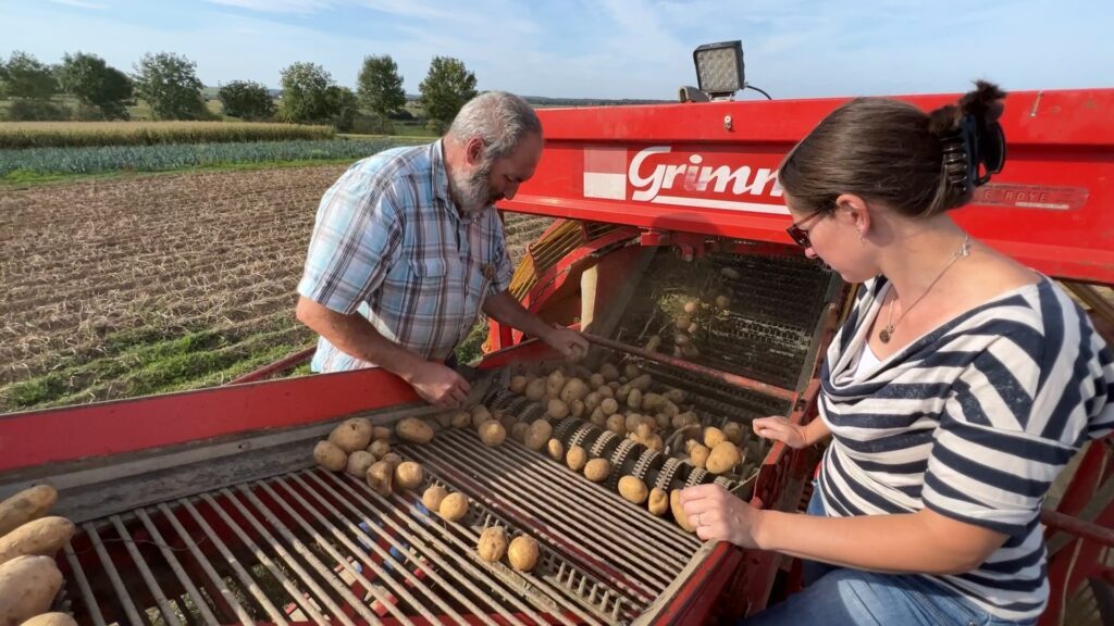 Dernières récoltes des variétés tardives de pomme de terre