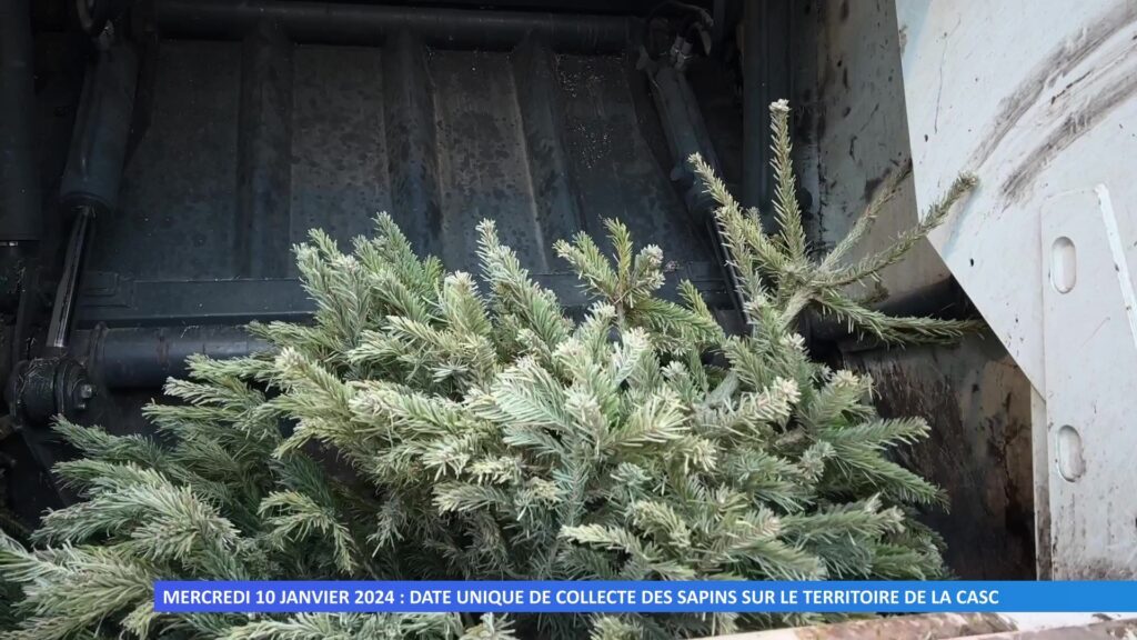 Mercredi 10 janvier 2024 : date unique de collecte des sapins sur le territoire de la CASC