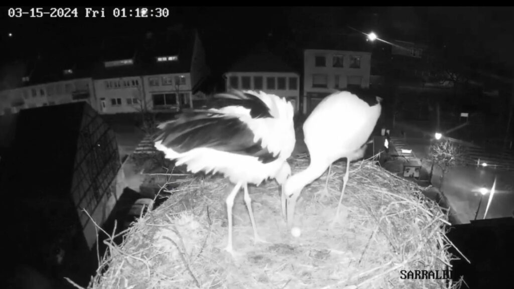 Un œuf dans le nid des cigognes de Sarralbe