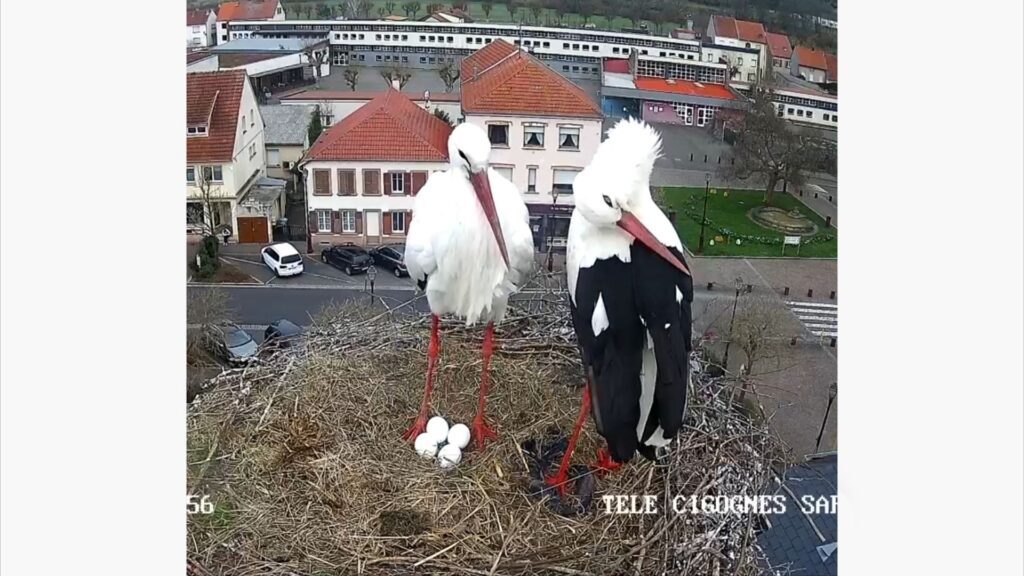 Déjà 5 œufs pour les cigognes de Sarralbe !